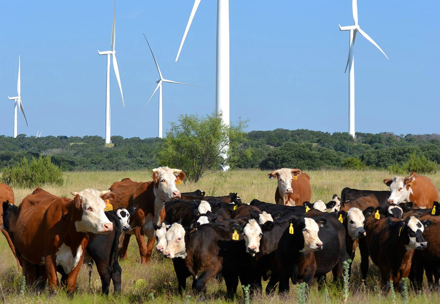 Herefords roam under massive wind turbines on the Dudley Brothers ranch.