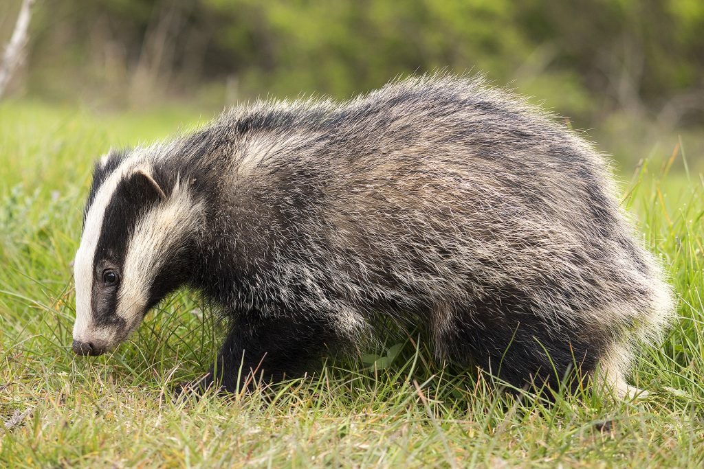 creed-announces-long-overdue-scheme-to-vaccinate-badgers-in-the-fight