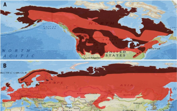 Animals with white winter camouflage could struggle to adapt to