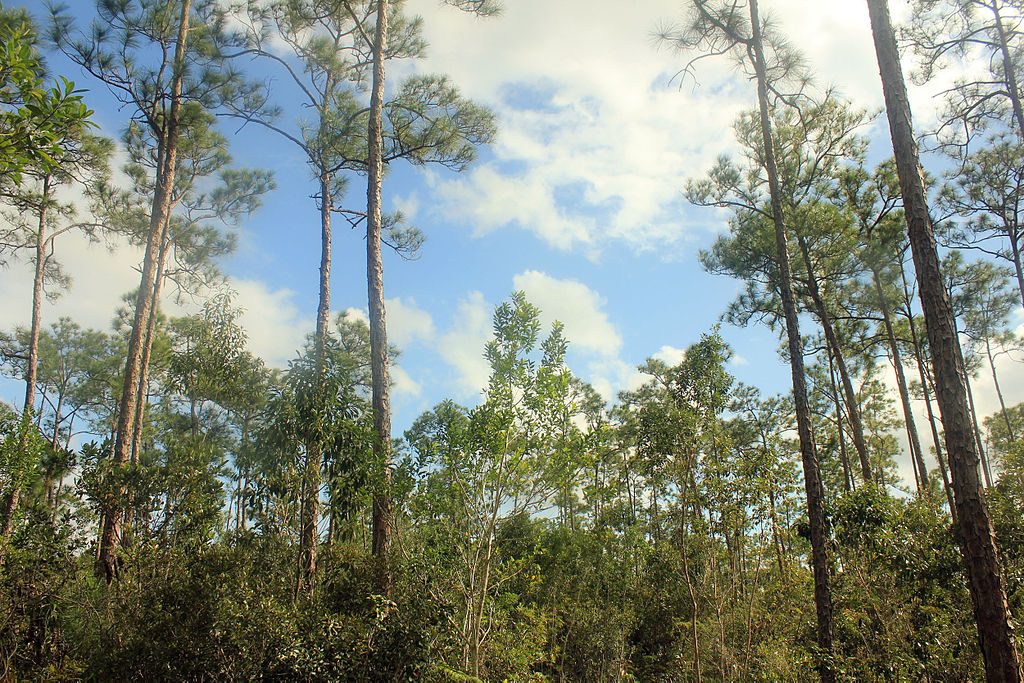  Pine forest habitat in the Everglades, Florida Photo: Yinan Chen