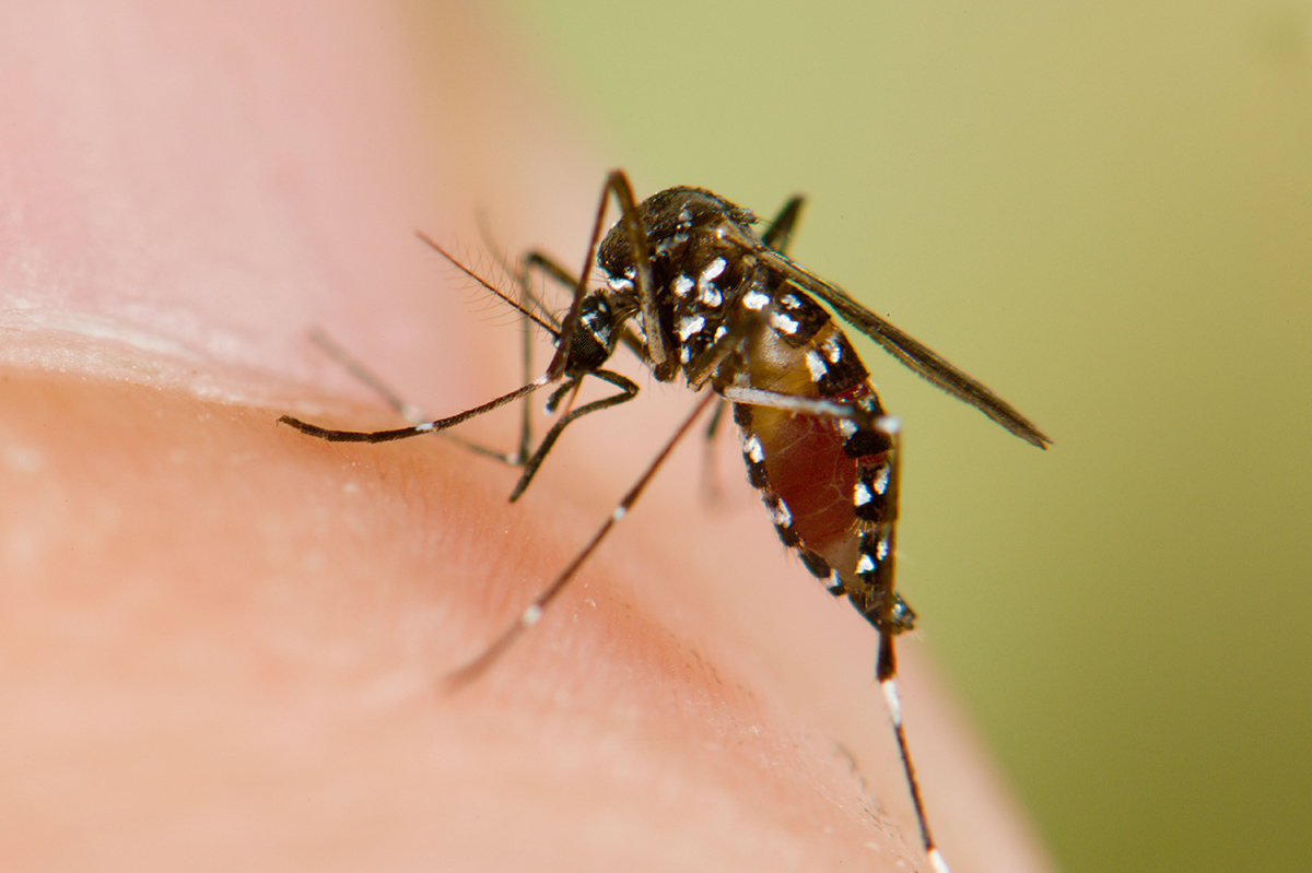 Há Especies De Insetos Como Por Exemplo O Aedes Aegypti