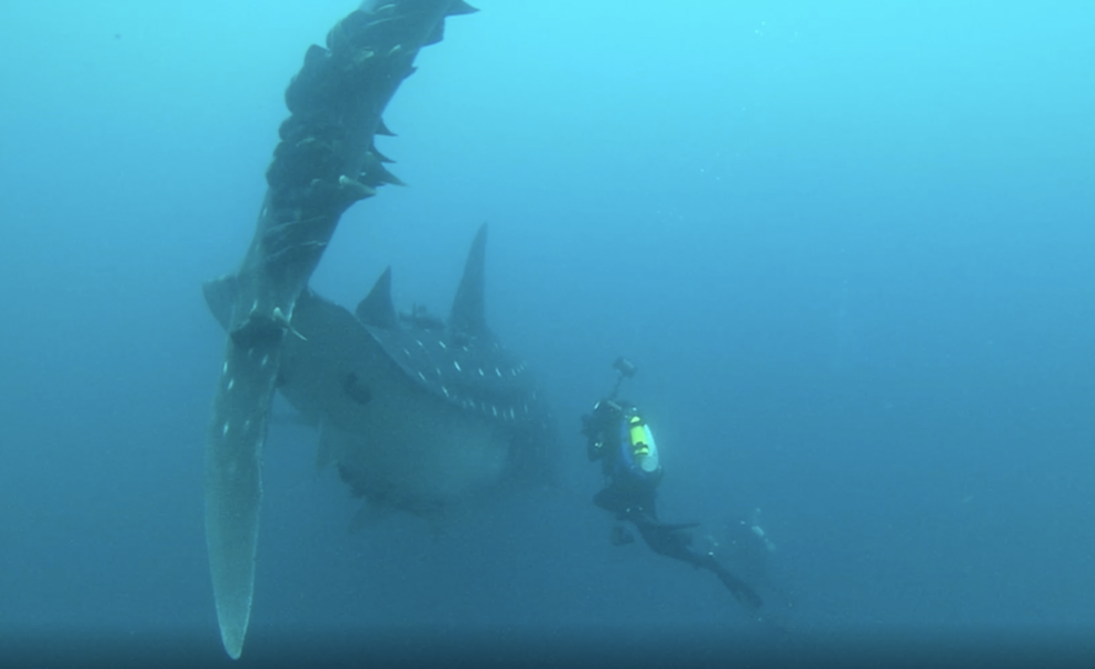 A diver attaches a tracking tag to a speckle-skinned whale shark.